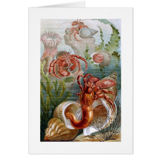 Cartão Caranguejo de eremita (Frente)