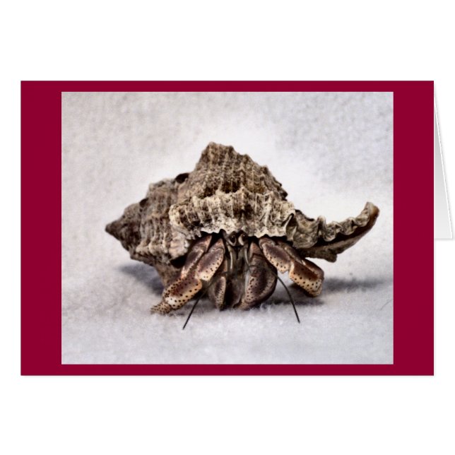 Cartão Caranguejo ermitão nº 1 (Frente Horizontal)