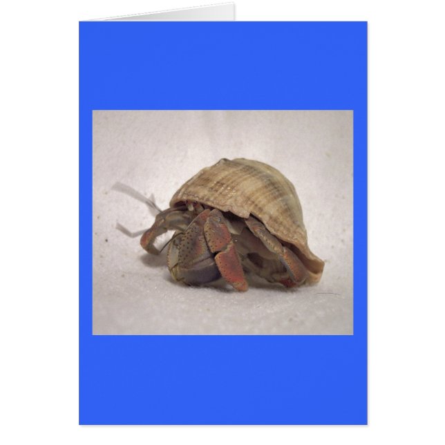 Cartão Caranguejo Hermit nº 8 (Frente)