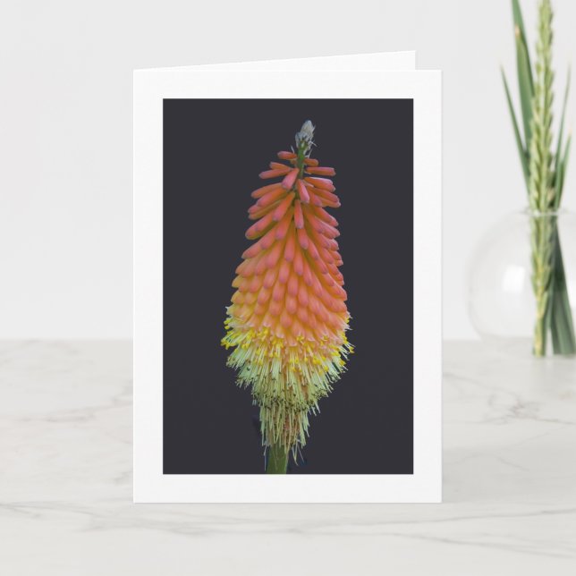 Cartão Card, "Kniphofia" # 219 (Frente)