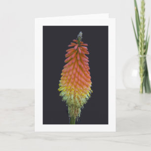 Cartão Card, "Kniphofia" # 219