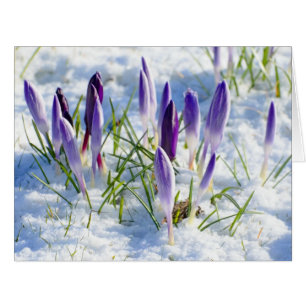 Cartão Card Purple Crocus Flower in Snow