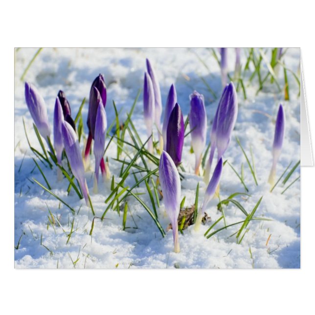 Cartão Card Purple Crocus Flower in Snow (Frente horizontal)