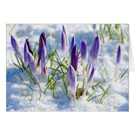 Cartão Card Purple Crocus Flower in Snow