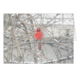 Cartão Cardeal bonito na placa de Vazio do dia de inverno