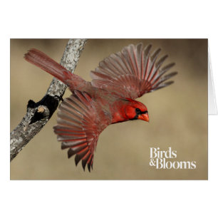 Cartão Cardeal do norte em vôo