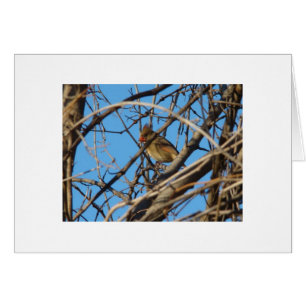 Cartão Cardeal do norte fêmea