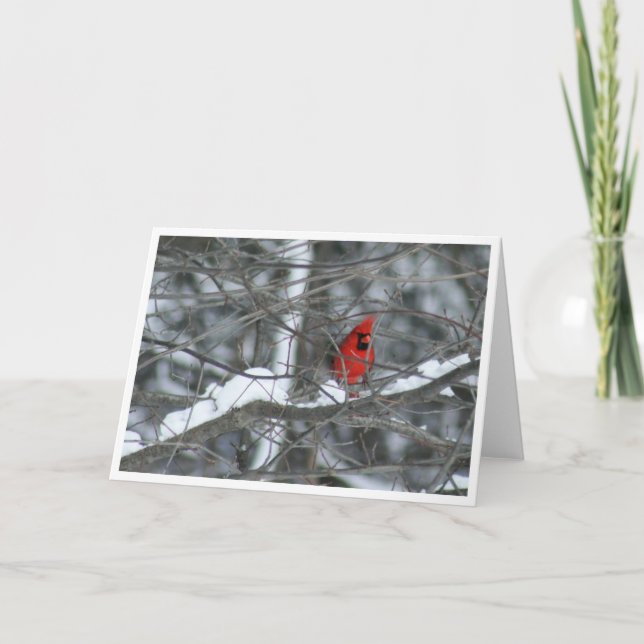 Cartão Cardeal em Sucursais de Snowy (Frente)