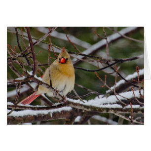 Cartão cardeal fêmea na árvore