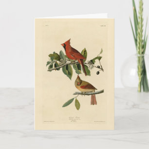 Cartão Cardeal Grosbeak das Aves da América de Audubon