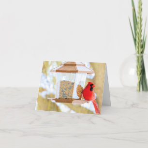 Cartão Cardeal no alimentador - placa do Vazio