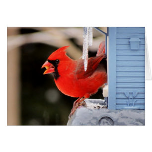 Cartão Cardeal no gelo - pássaro