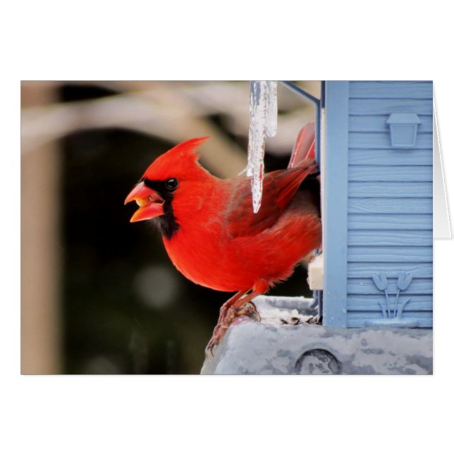 Cartão Cardeal no gelo - pássaro (Frente Horizontal)