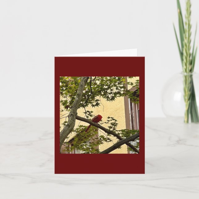 Cartão cardeal vermelho (Frente)