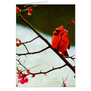 Cartão Cardinal