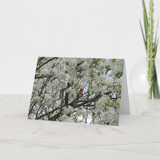 Cartão Cardinal Among White Blossoms (Frente)