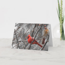 Cartão Cardinal bird, card