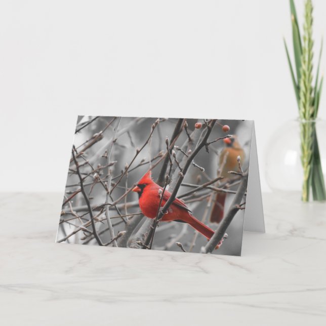 Cartão Cardinal bird, card (Frente)