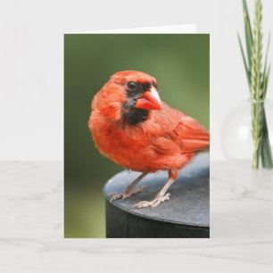 Cartão Cardinal Cutie