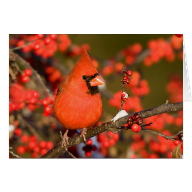 Cartão Cardinal-do-norte em Winterberry Comum (Frente Horizontal)