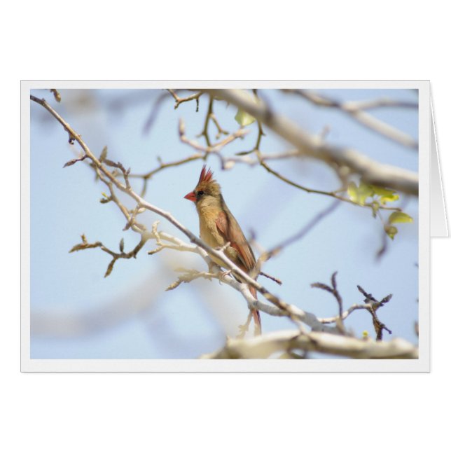 Cartão Cardinal Em primavera (Frente Horizontal)
