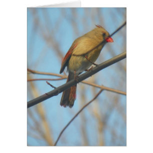 Cartão Cardinal feminino/Pássaro