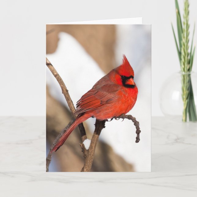 Cartão Cardinal Greeting Card (Frente)