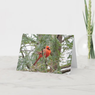 Cartão Cardinal in Pine Tree Greeting Card