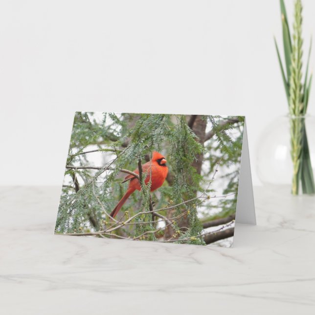 Cartão Cardinal in Pine Tree Greeting Card (Frente)