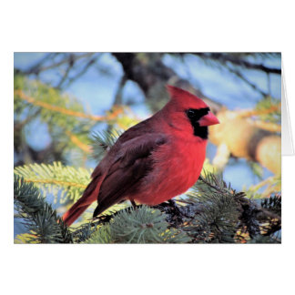 Cartão cardinal para notas diárias