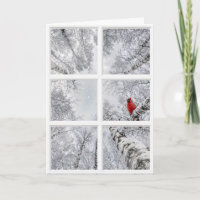 Cardinal Vermelho em uma Janela de Inverno