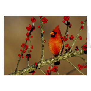 Cartão Cardinal-vermelho macho empoleirado, IL
