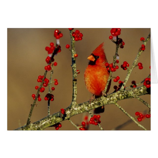 Cartão Cardinal-vermelho macho empoleirado, IL (Frente Horizontal)