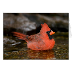 Cartão Cardinal-vermelho macho se banhando