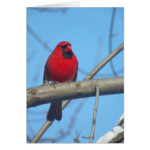Cartão Cardinal Vermelho/Pássaro