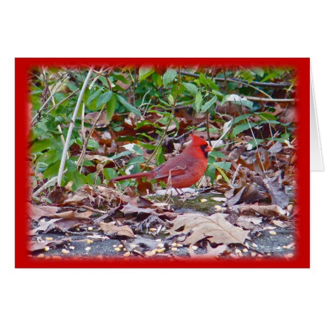 Cartão Cardinal Wild Songbird Series (Frente Horizontal)