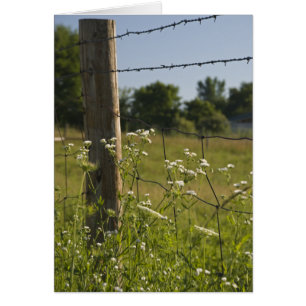 Cartão Cargo e Wildflowers da cerca do arame farpado do