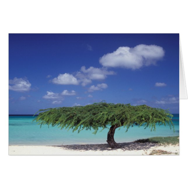 Cartão Caribe, Aruba. Praia Eagle (Frente Horizontal)