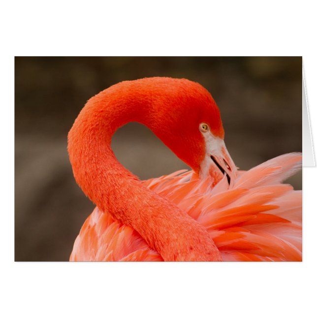 Cartão caribe flamingo (Frente Horizontal)