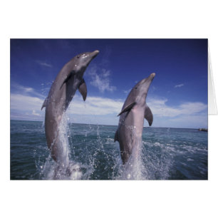 Cartão Caribenho, golfinhos-nariz-de-garrafa Tursiops