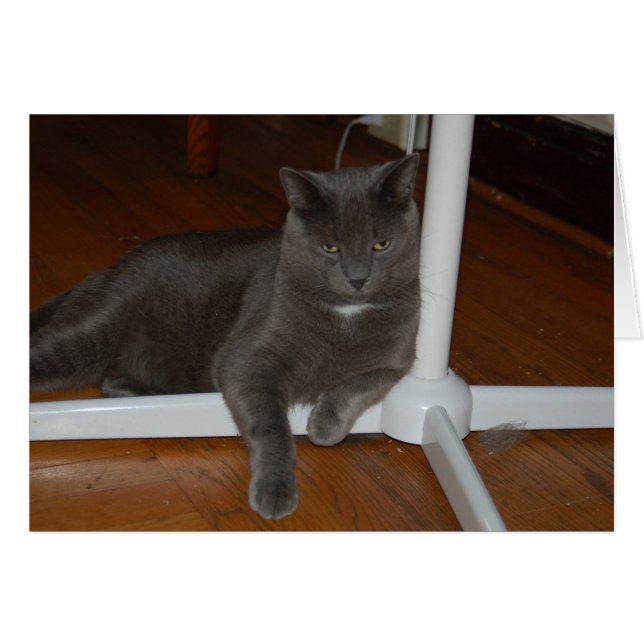 Cartão Carl Angry Gatinho (Frente Horizontal)