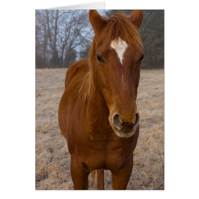 Cartão Carneiro (Frente)