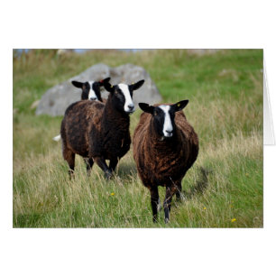 Cartão Carneiros de Zwartbles