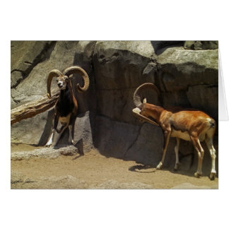 Cartão Carneiros selvagens de Mouflon que riscam 1
