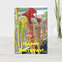Carnívoro Planta de Aniversário