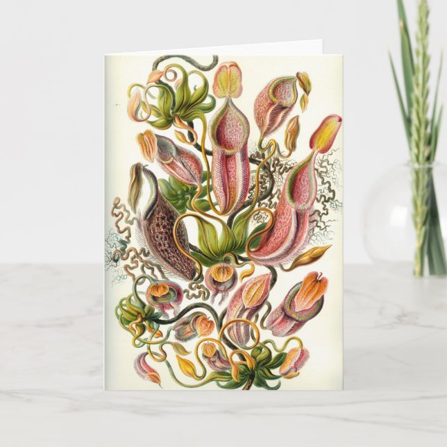 Cartão Carnivorous Plants Card (Frente)