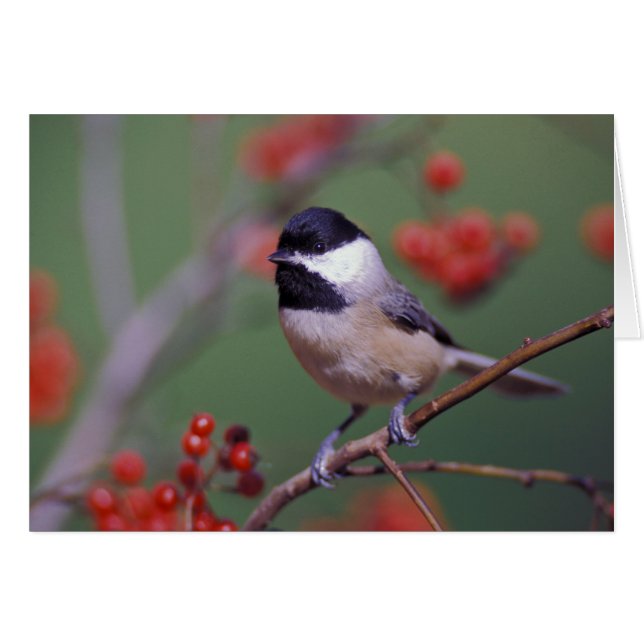 Cartão Carolina Chickadee (Frente Horizontal)
