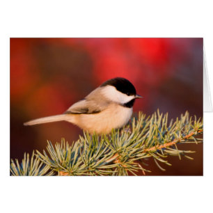 Cartão Carolina Chickadee em Blue Atlas Cedar