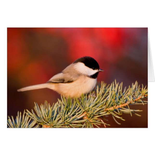 Cartão Carolina Chickadee em Blue Atlas Cedar (Frente Horizontal)