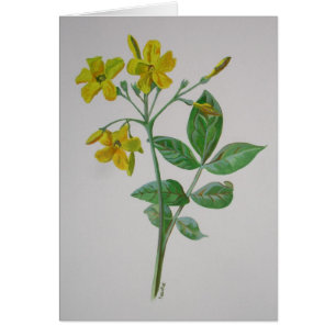 Cartão Carolina Jasmine Botanical Art
